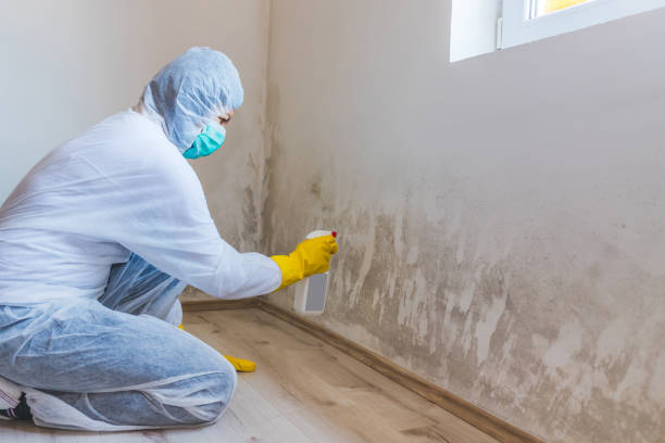 Licensed Basement Mold Remediation service in Lake Worth, FL - Car Mold Remediation
